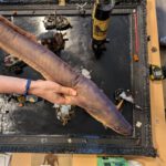 IMG_20250817_220706_845 Aaltag in Scabz